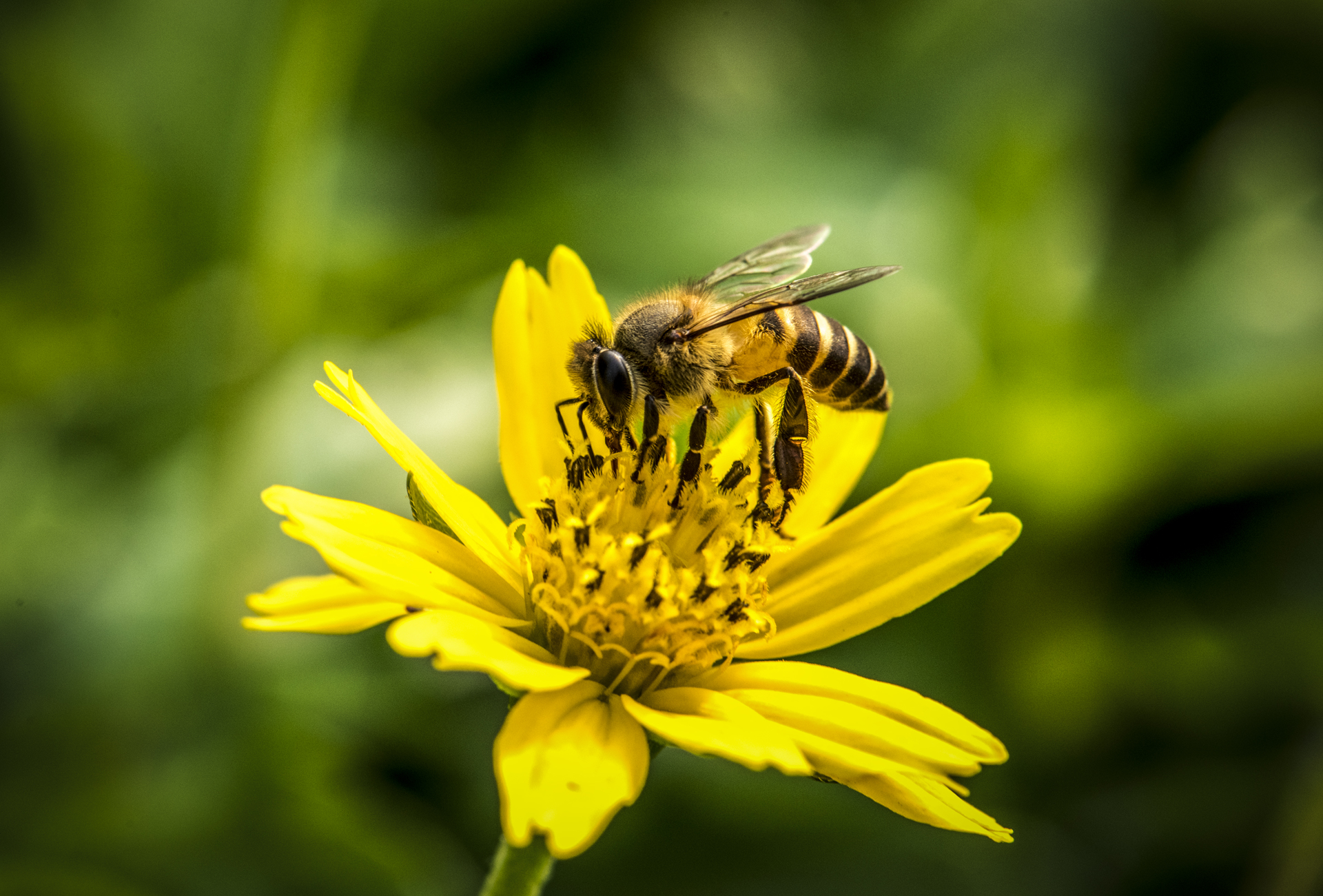 Chepsir Honey Biodiversity